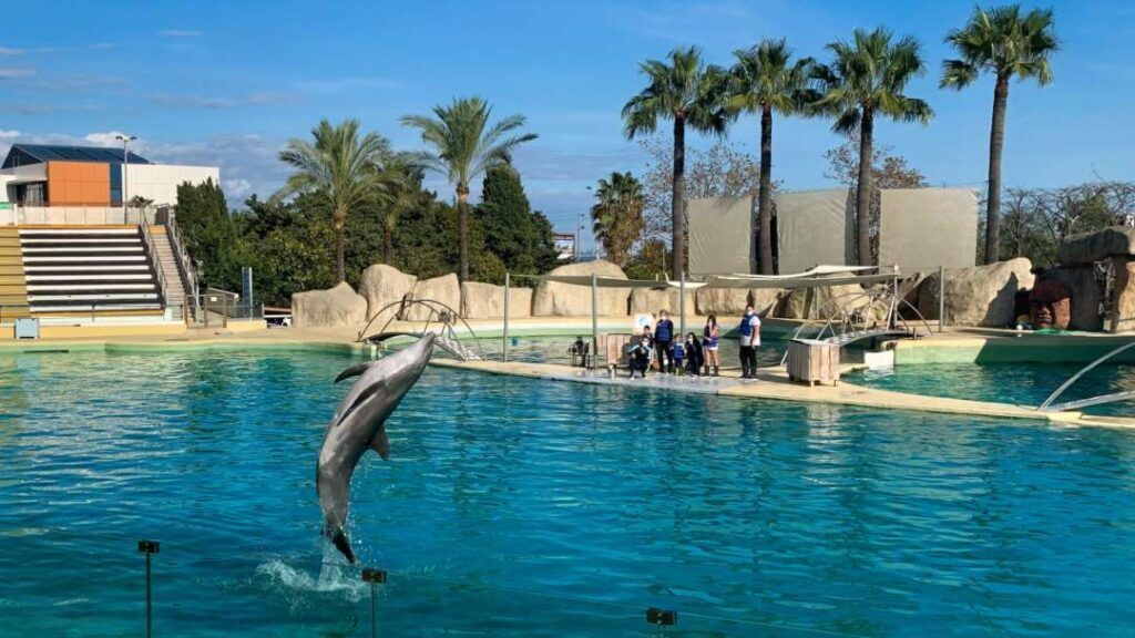 Le spectacle des dauphins à Marineland est l'un des moments forts absolus © cityxee.com