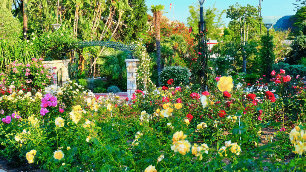 Roses in Princess Grace Rose Garden in Monaco