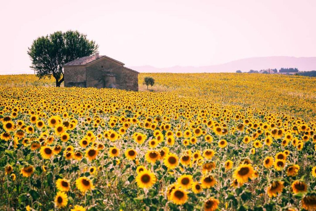 sunflower field Provence